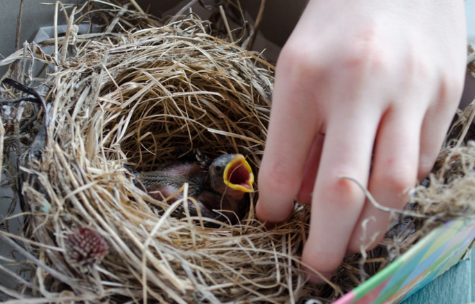 Hatchlings, Nestlings, and Fledglings: How to Tell if that Baby Bird Needs your Help. - Chimney and Wildlife