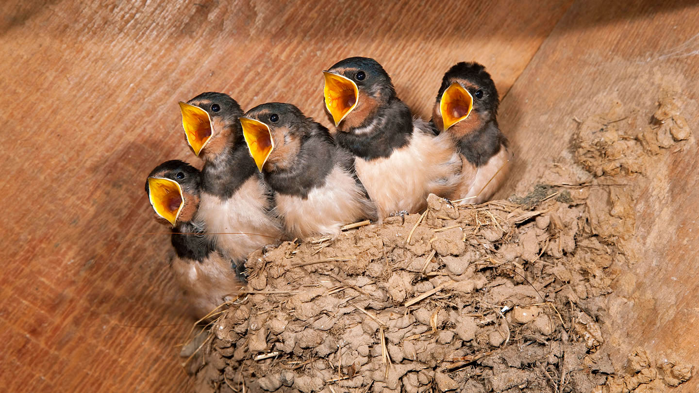 What to Do If You Find a Baby Bird - Woodland Trust