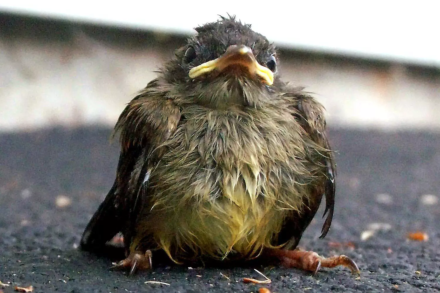 Wet Baby Bird